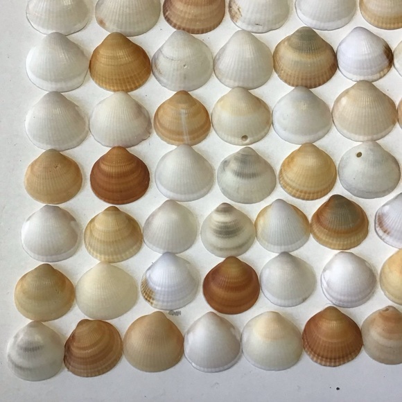 Seashells 100 Bittersweet Clam Shells 1” to 1-1/2” Natural Beach Art Craft Decor - Picture 4 of 6